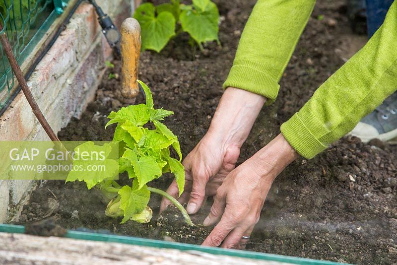 Planting Cucumber 'Tiffany' in the floor of a greenhouse. 