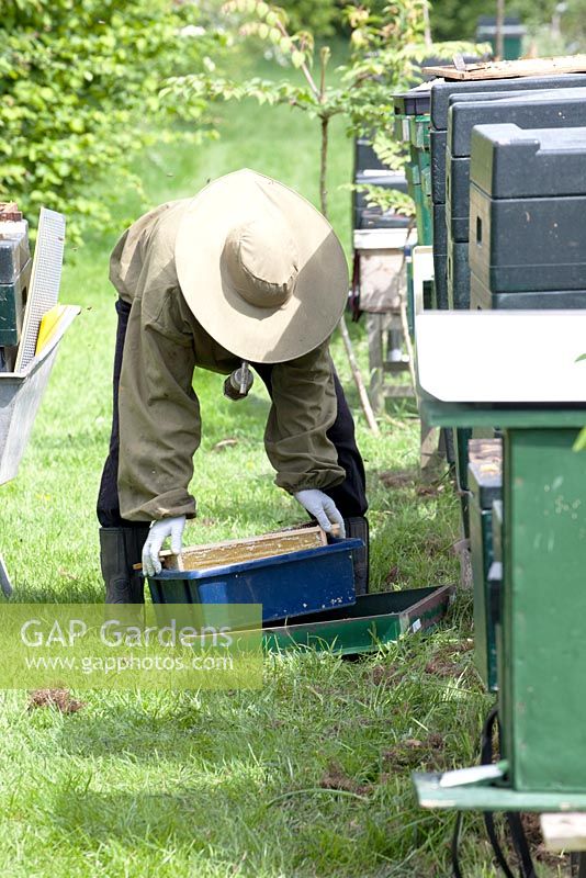 Beekeeper collecting honey bee frames from hive and putting them in plastic box.