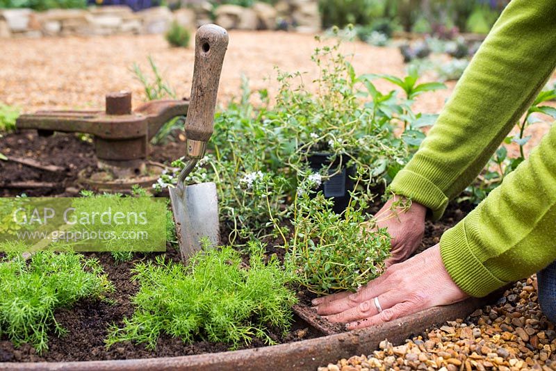 Planting Thymus serpyllum in herb wheel - firming soil around newly planted thyme