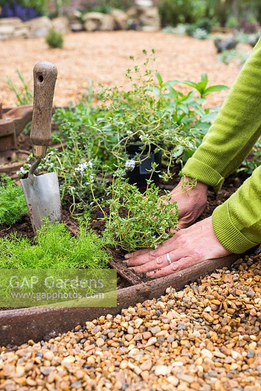 Planting Thymus serpyllum - firming soil around newly planted thyme in herb wheel