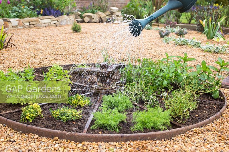 Watering newly planted herb wheel -  Plants include Rosemary 'Fota Blue', Lavandula angustifolia 'Hidcote', Thymus 'Doone Valley', Thymus vulgaris, Pot Marjoram, Chervil, Mint 'Swiss', Thymus serpyllum and Chamomile 'Double'. 