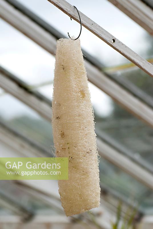Luffa aegyptiaca - Loofah drying in a greenhouse