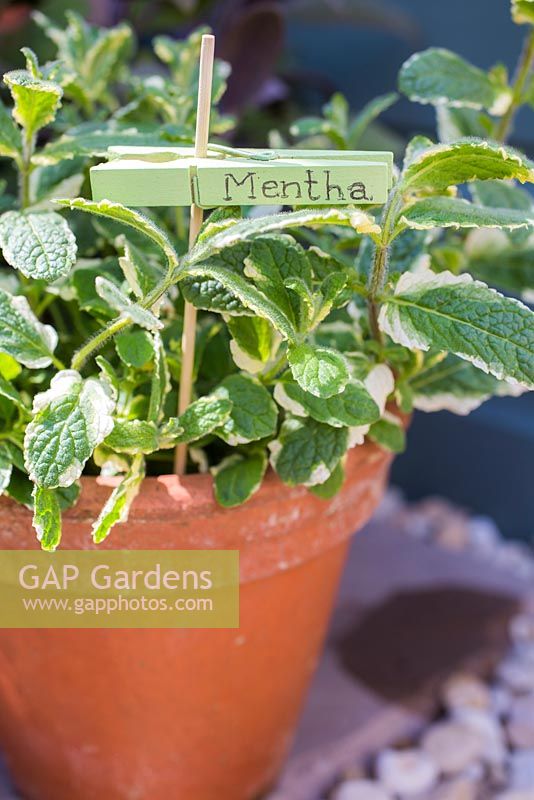Mentha plant with label. 