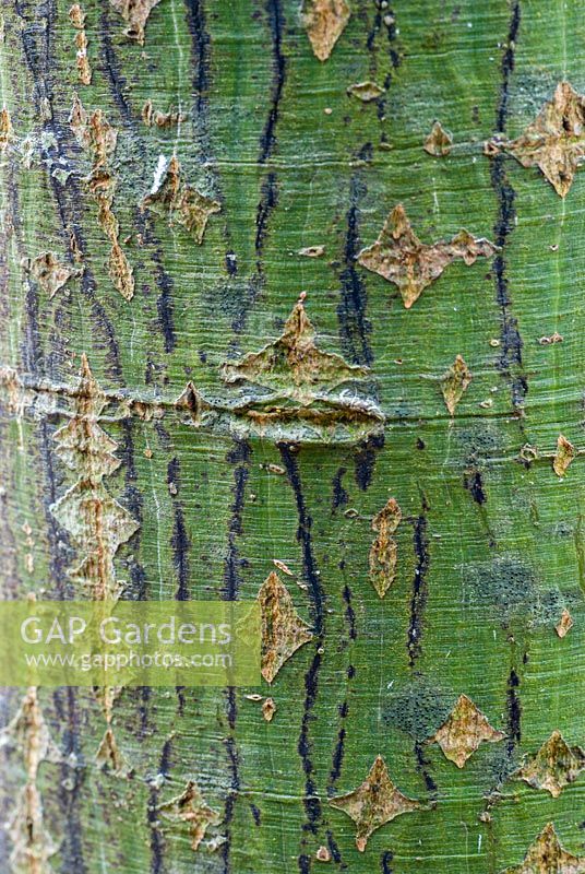 Bark of Acer capillipes