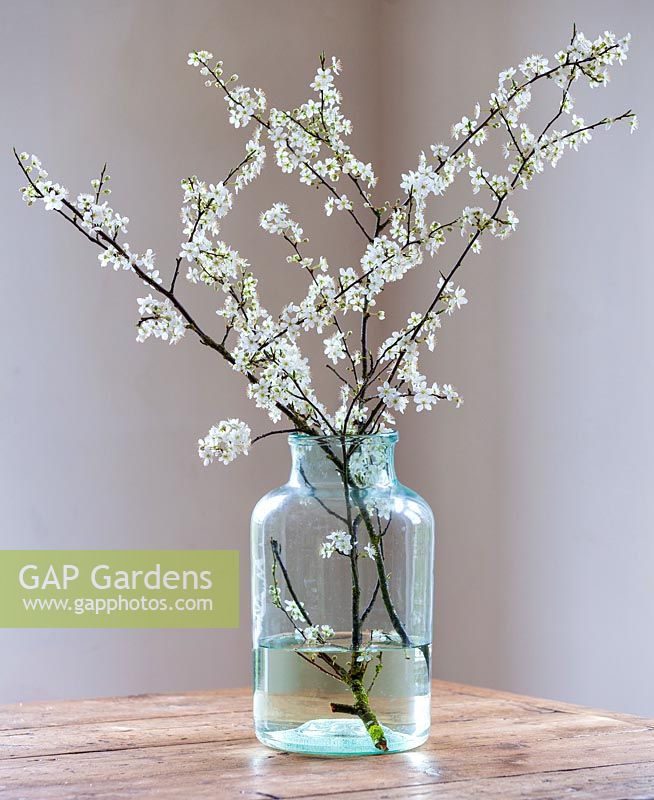 Prunus spinosa, Blackthorn blossom in large vintage glass pickling jar.
