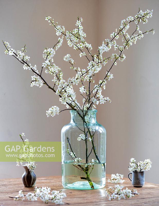 Prunus spinosa, Blackthorn blossom in large vintage glass pickling jar.
