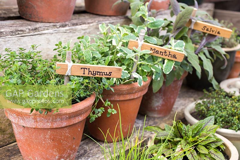 Labels used for Thymus, Mentha and Salvia. 