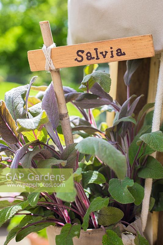 Label used for Salvia. 
