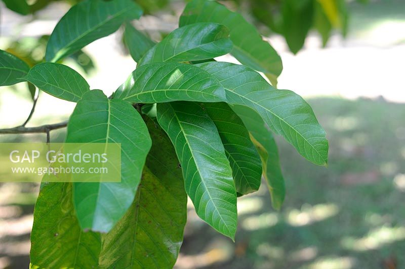 Treculia africana, the African breadfruit leaves