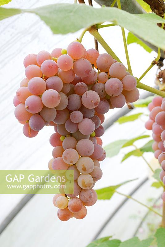 Vitis vinifera, Dessert Grape 'Pink Strawberry' ripening in a polytunnel in late Summer, Wales, UK.