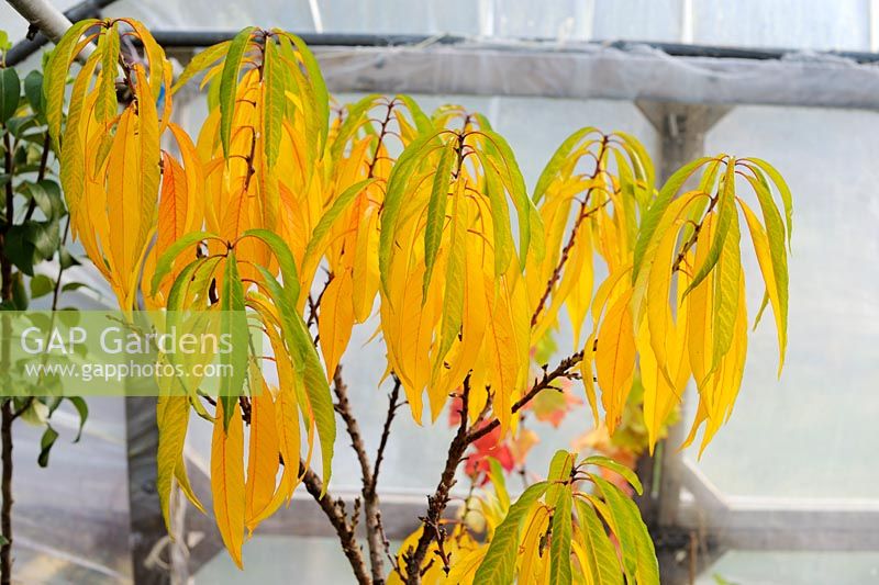 Prunus persica var. nectarina, 'Nectarella', Nectarine autumn foliage on a young tree overwintered in a polytunnel, Wales, UK.