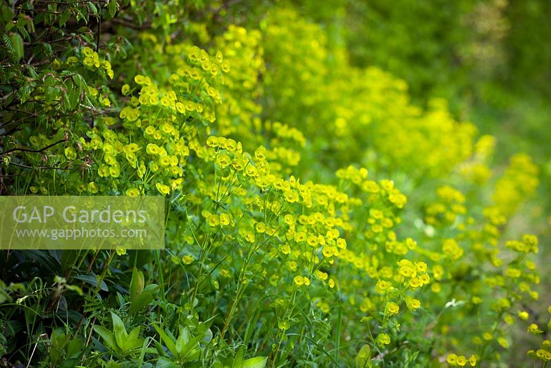 Euphorbia amygdaloides - Wood Spurge growing in the shade at the  bottom of a hedgerow