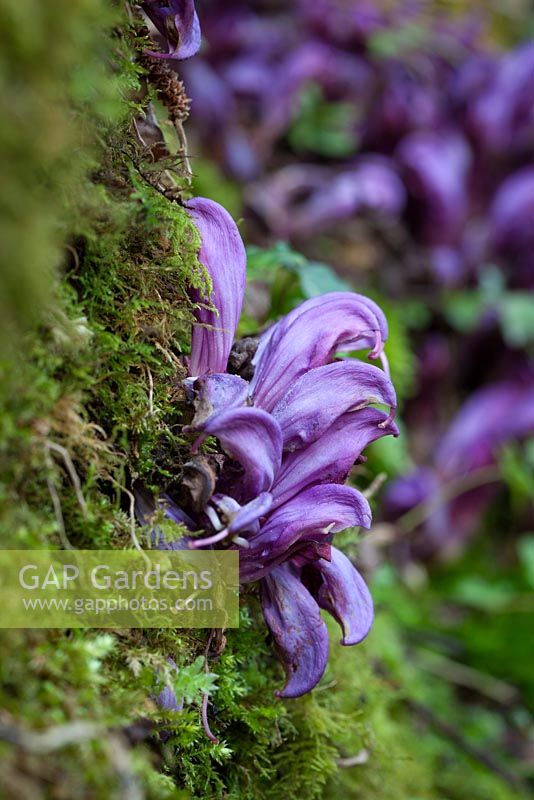 Purple toothwort - a parasite usually found on willow and hazel. Lathraea clandestina