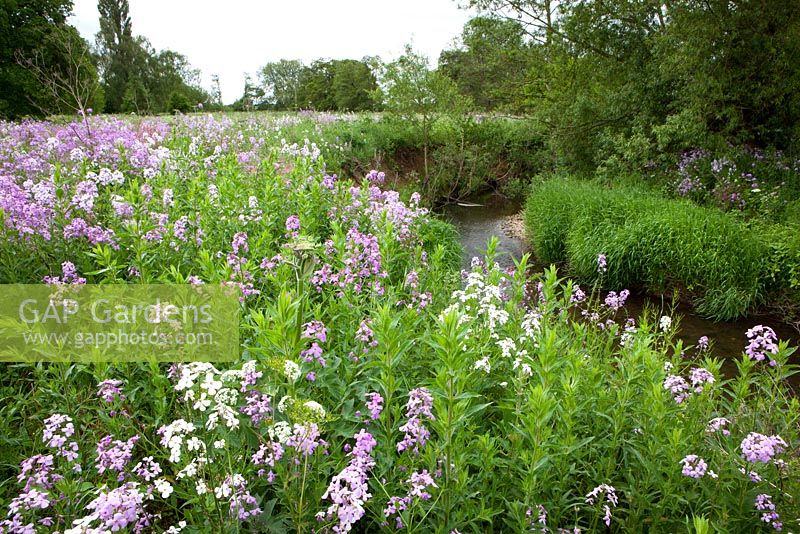Sweet Rocket, Dame's Violet growing wild by a river in Yorkshire - Hesperis matronalis