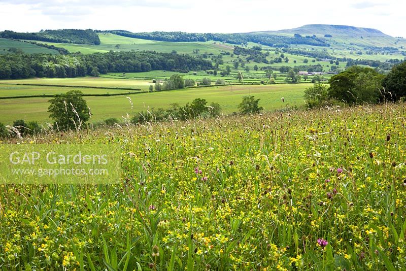 Meadow with yellow rattle. Yorkshire - Rhinanthus minor