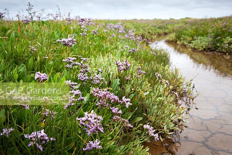 Common Sea Lavender growing on the salt marsh at Stiffkey, Norfolk - Limonium vulgare