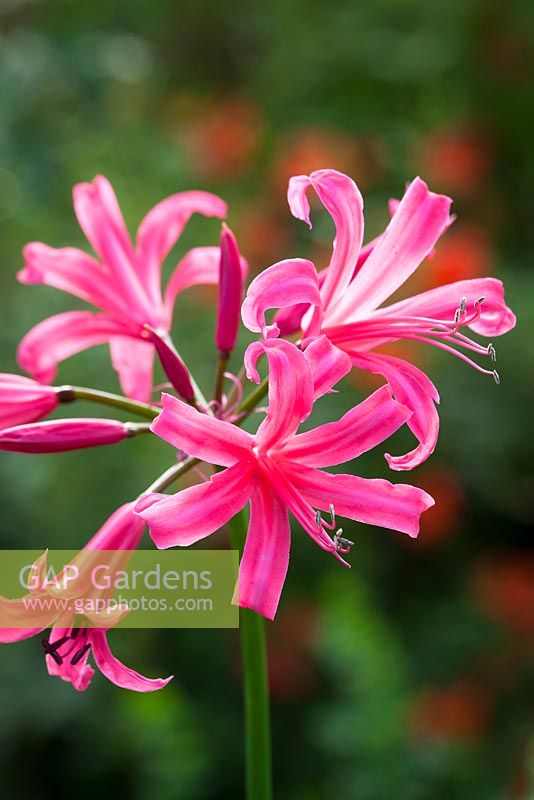 Nerine 'Zeal Giant' AGM. Cape flower, Guernsey lily