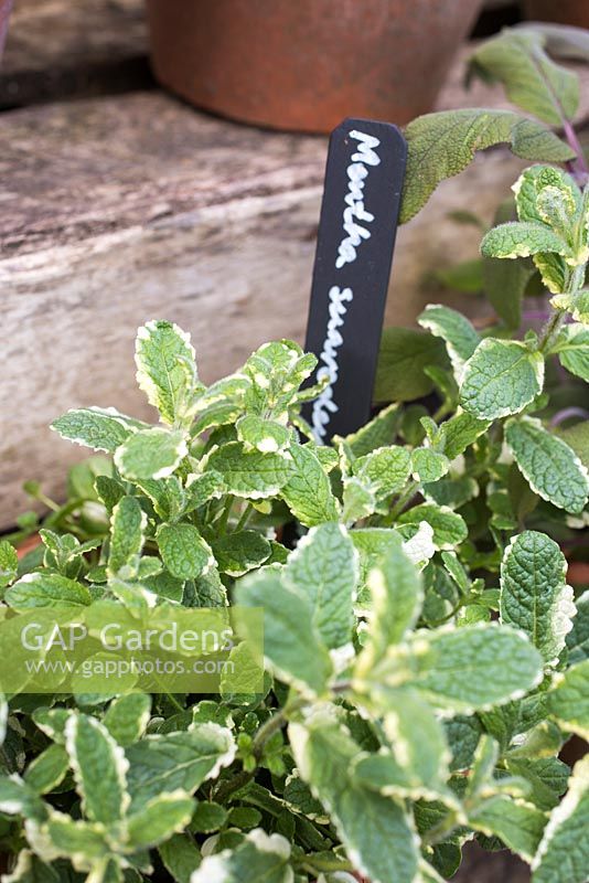 Mentha in container with black and white label