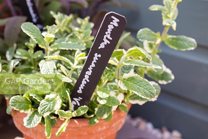 Painted black and white label in container of mentha