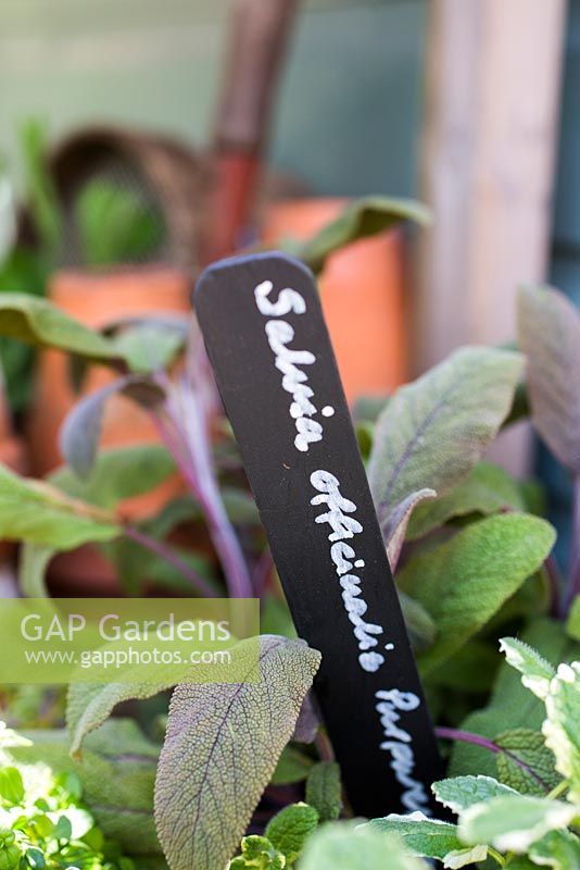 Painted black and white label in container of salvia 