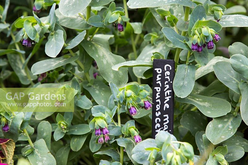 Cerinthe major 'Purpurascens' with painted black and white plant name label