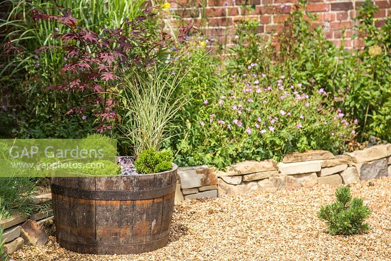 Japanese wooden barrel container with plants including, Thuja occidentalis 'Teddy', Acer palmatum 'Bloodgood', Pratia pedunculata 'Alba', Saxifraga 'Peter Pan', Hebe and Miscanthus sinensis 'Morning Light'. 