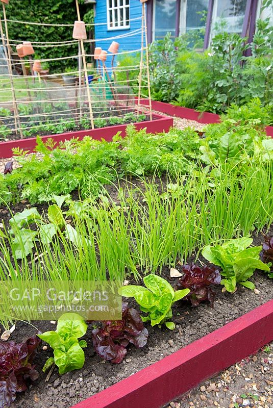 Small raised beds with Lettuces 'Dazzle' and 'Little gem pearl', and Spring onions 'White lisbon'. England, June

