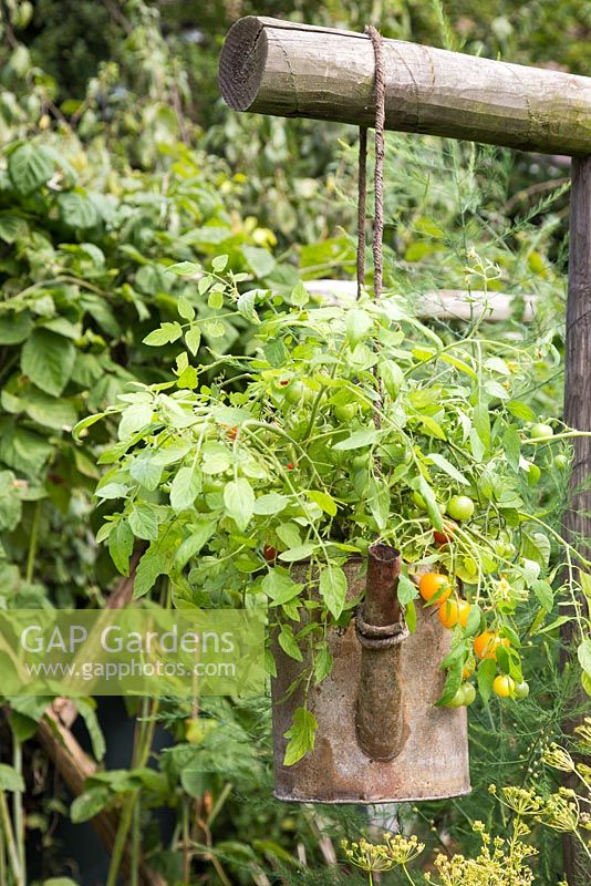 Growth development of Tomato 'Tumbling Tom' planted in in an old metal watering can
