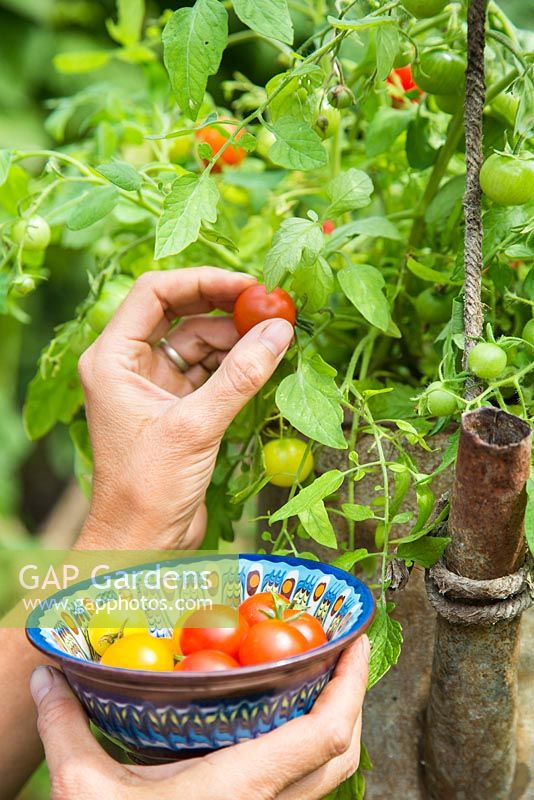 Woman harvesting Tomato 'Tumbling Tom' planted in in an old metal watering can 
