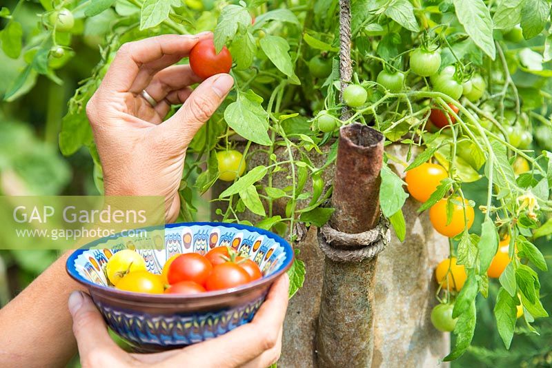Harvesting Tomato 'Tumbling Tom' planted in in an old metal watering can 
