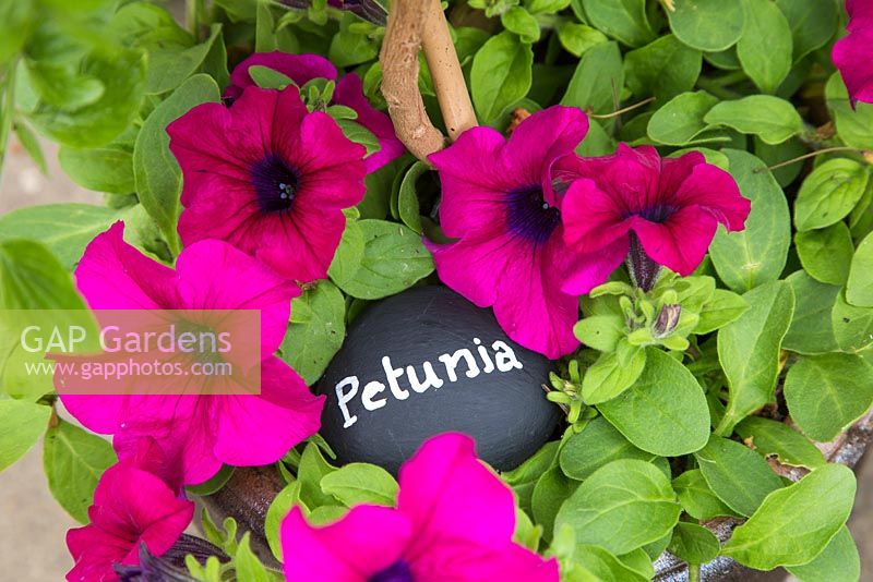 Petunia label in use