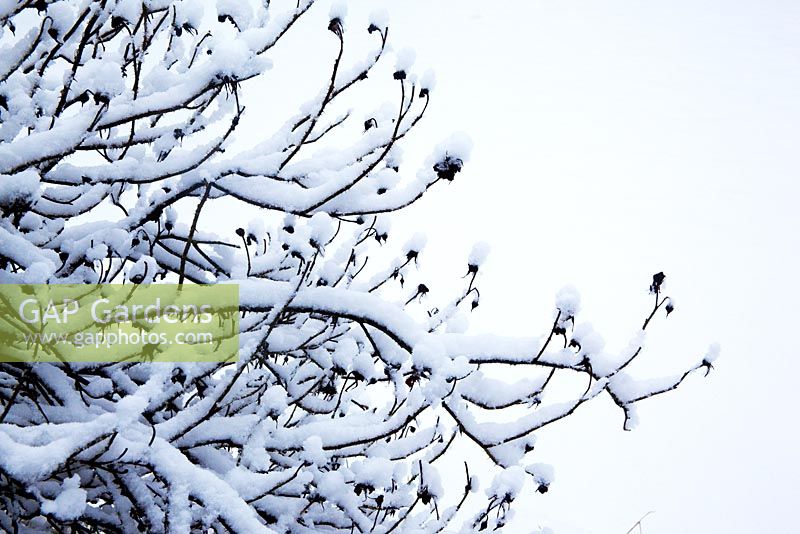 Snow covered branches - Cantax