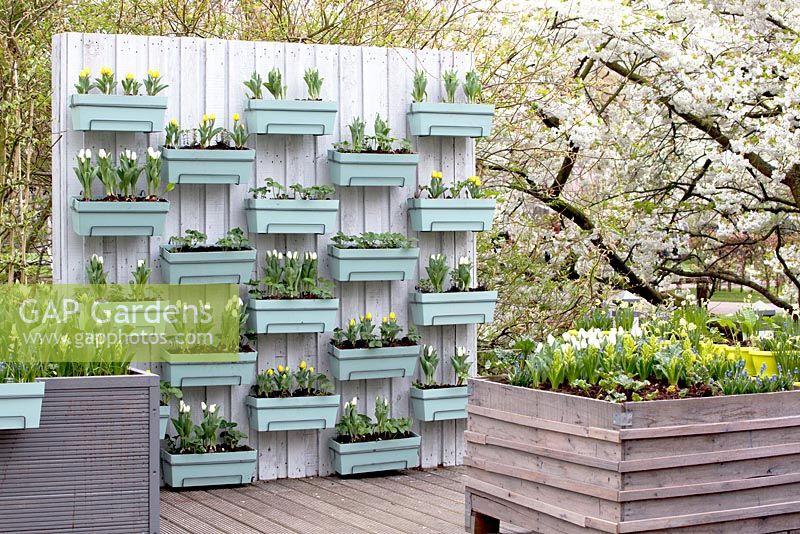 Modern garden with screen and mounted tubs filled with flowering bulbs including Tulips. Keukenhof, Lisse, Holland
