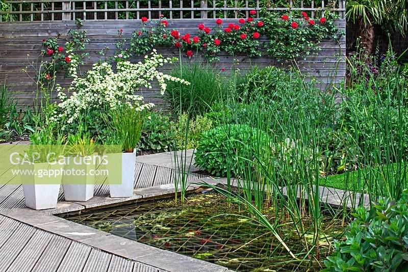 Ornamental pond with decking surround - Capel Manor Gardens