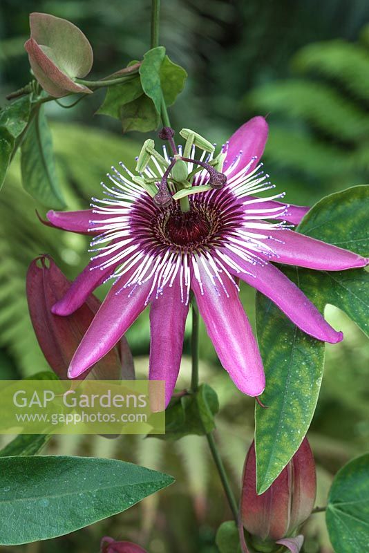 Passiflora x violacea  - Passion flower