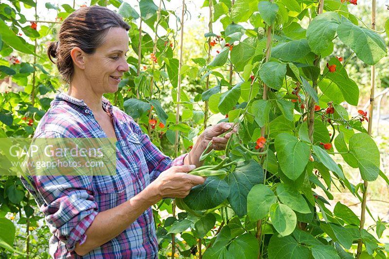 Woman harvesting Runner Bean 'Wisley Magic'.