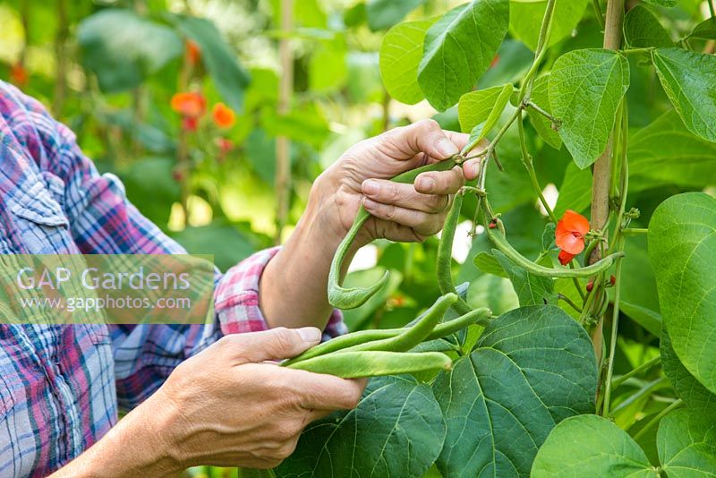 Woman harvesting Runner Bean 'Wisley Magic'.
