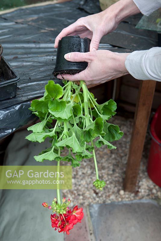 Re-potting a pelargonium - tapping on bench edge to release from pot