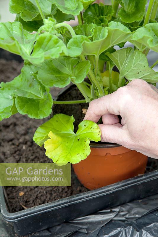 Re-potting a pelargonium - removing old yellowed lower leaf from repotted plant