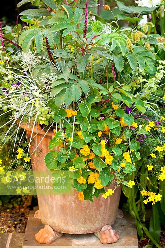 Mixed container combinations and display. August. Summer.