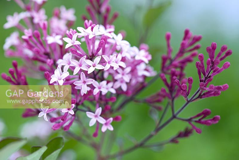 Syringa Red Pixie, Lilac. Shrub, April. Lilac flowers.