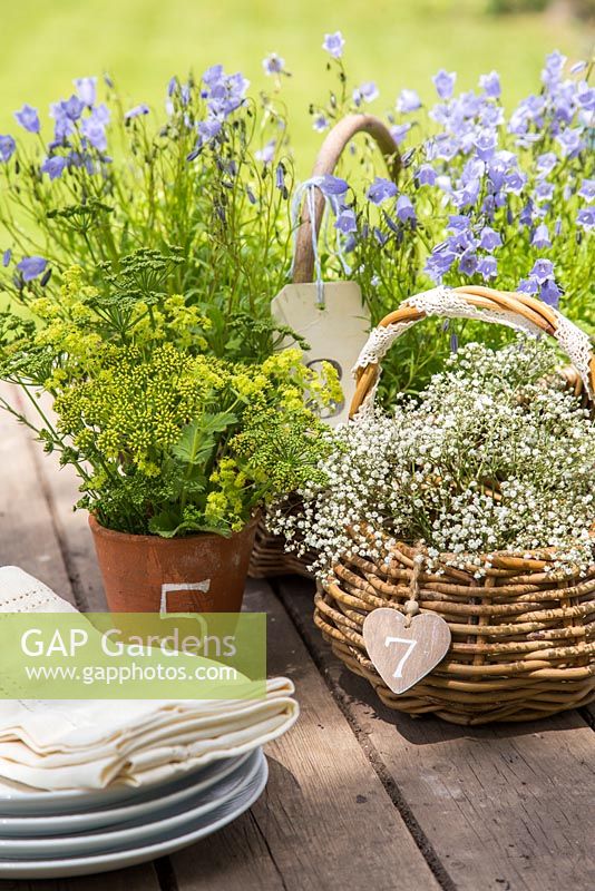 Table settings of Gypsophila in wicker basket, Alchemilla mollis and Parsley flowers in pot and Harebells in a wicker basket. 
