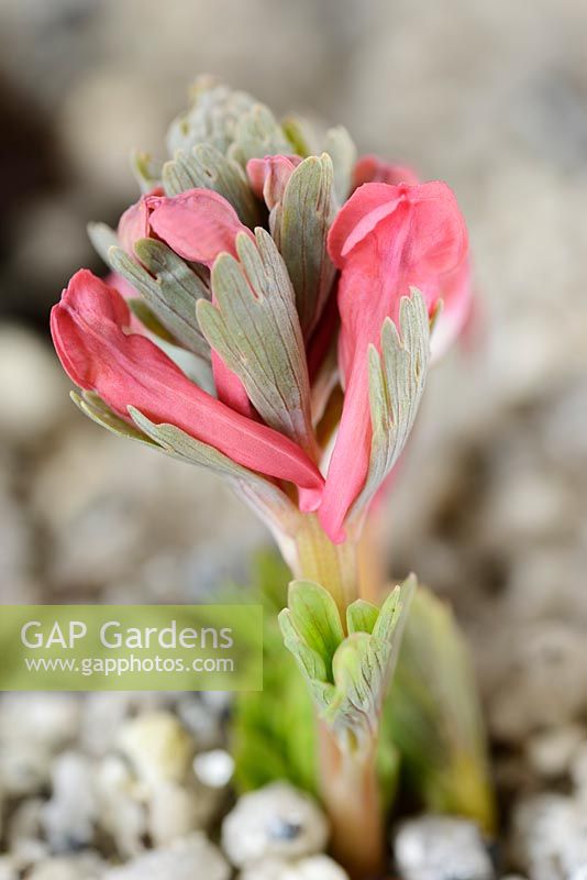 Corydalis solida subsp. solida 'George Baker'   AGM, New growth breaking through gravel 