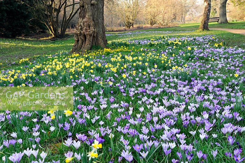 Naturalised Crocus tommasinianus and Narcissus Pseudonarcissus at Savill gardens Windsor

