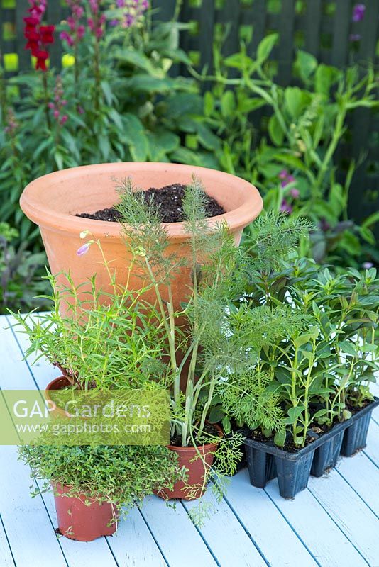 Plants include Penstemon 'Sweet Joanne', Bronze fennel 'Rubrum', Thymus 'Coccineus' and Antirrhinum majus Liberty Classic Series Mix. 