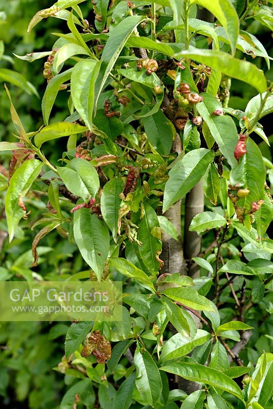 Taphrina deformans - Leaf curl disease on Peach tree