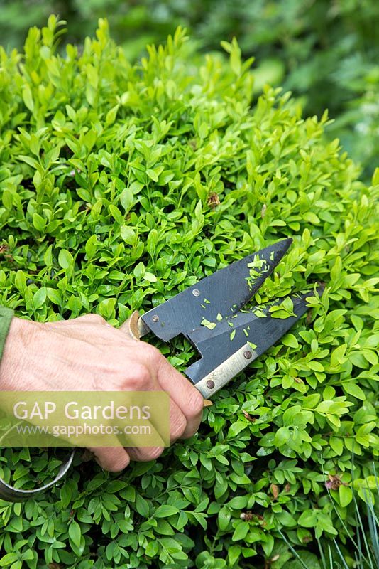 Pruning a Buxus sempervirens with shears