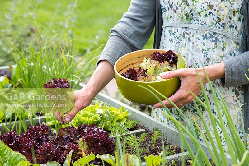 Woman harvesting vegetables from a large raised vegetable trug using square foot gardening. Plants include Lettuce, Celery, Beetroot, Carrots and Onions