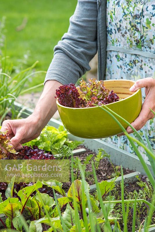 Woman harvesting vegetables from a large raised vegetable trug using square foot gardening. Plants include Lettuce, Celery, Beetroot, Carrots and Onions