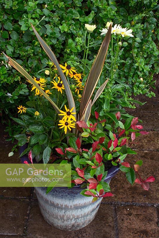 Autumn container planted with Phormium 'Alison Blackman', Photinia  'Little Red Robin', Leucanthemum maximum 'Broadway Lights' and Rudbeckia 'Little Gold Star'